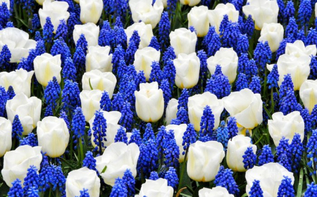 How to Plant Dutch Tulips and Create a Beautiful Flower Bed In Your Garden