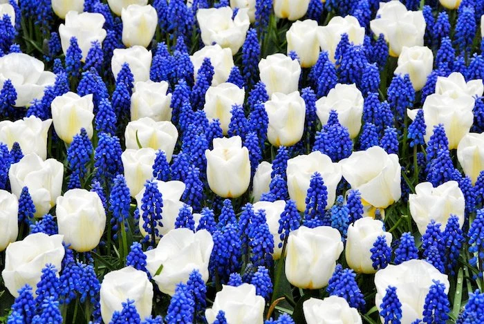 flower bed with white tulips and blue flowers in between them dutch tulips