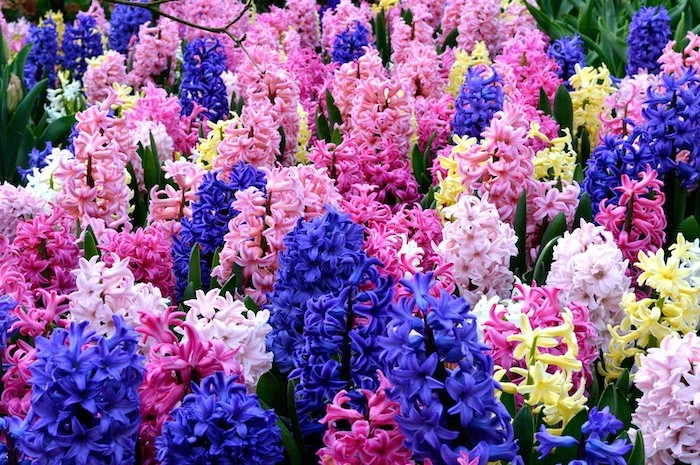 hyacinths in different colors dutch tulips hyacinth field pink blue yellow light pink hyacinths