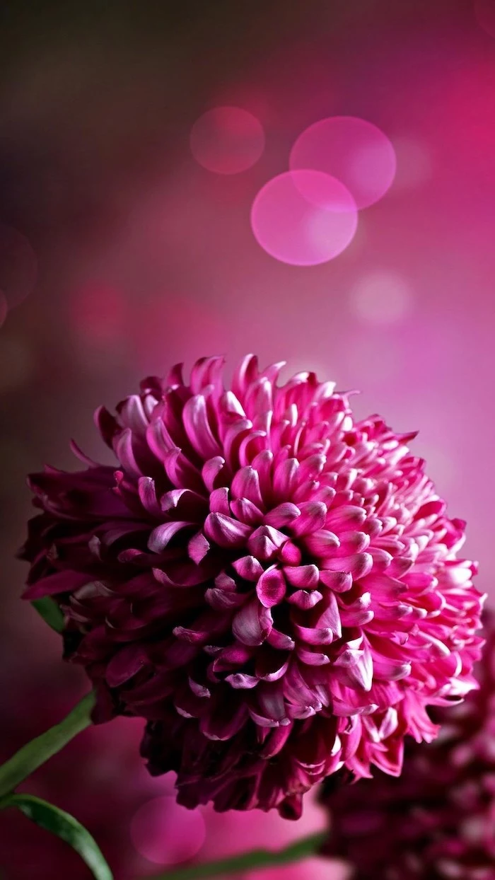iphone flower background close up photo with purple flower purple blurred background
