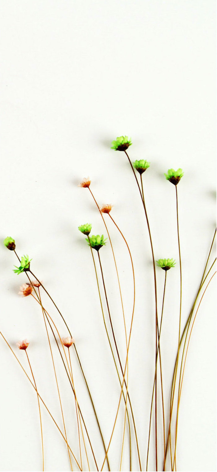 minimalist wallpaper floral background white background small green orange flowers with long stems