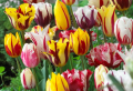 How to Plant Dutch Tulips and Create a Beautiful Flower Bed In Your Garden