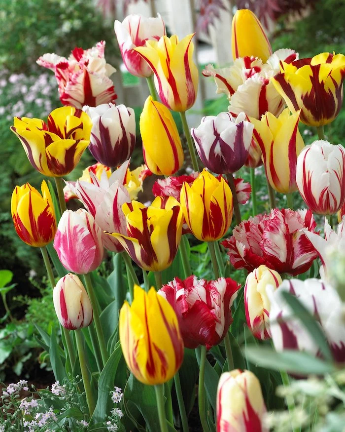 multicolored tulips dutch tulips flower bed with tulips in yellow red white purple pink