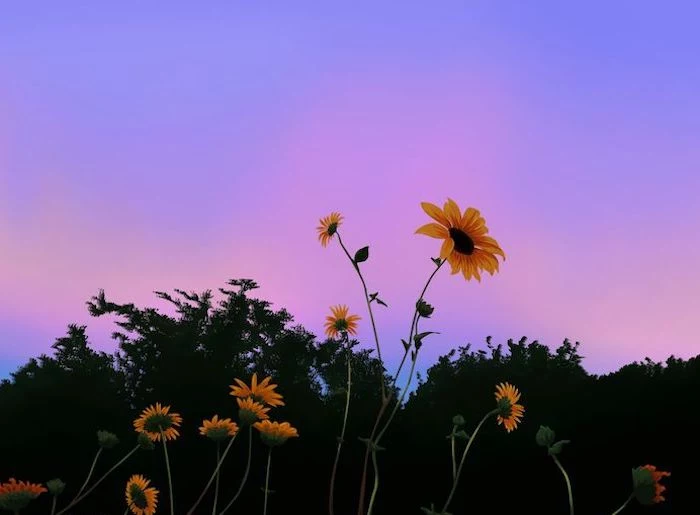 photo of yellow flowers tall trees in the background cute aesthetic wallpapers sunset sky in purple and pink