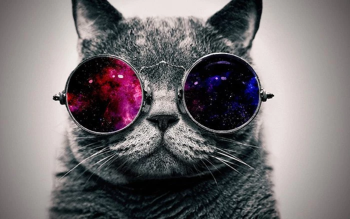 photograph of grey cat wearing glasses cool wallpaper hd pink and purple blue and black galaxies in the glasses