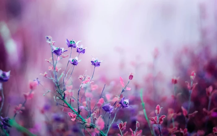 purple and pink flowers cute wallpapers for girls blurred background in pink and purple