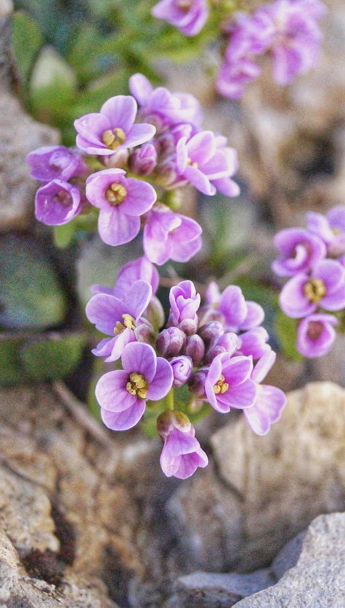 purple flowers growing from stones iphone flower background close up photo