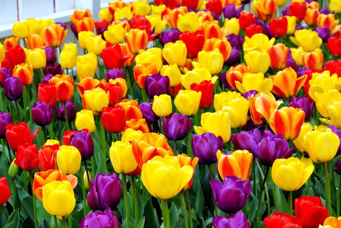 purple red orange yellow tulips dutch tulips tulip field with tulips in different colors