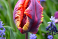 How to Plant Dutch Tulips and Create a Beautiful Flower Bed In Your Garden