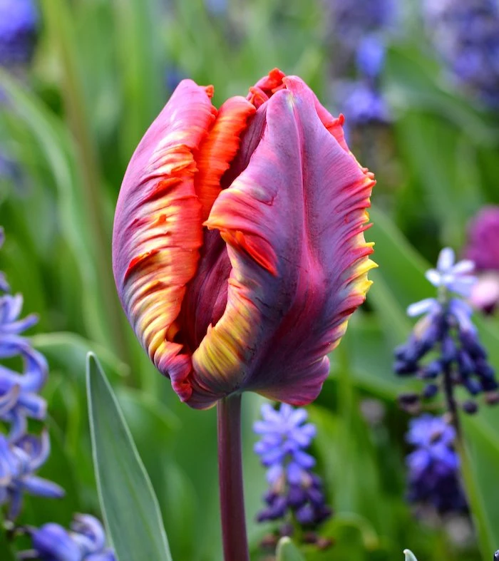 rainbow tulip in different colors purple orange yellow dutch tulips blue hyacinth around it