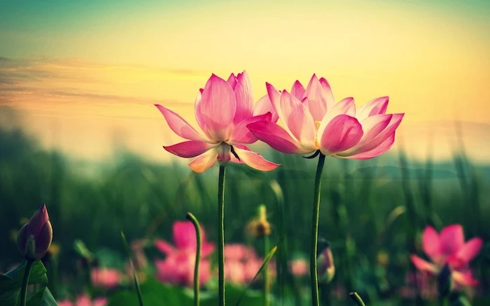 vintage flower background close up photo of two pink flowers in the middle of green field