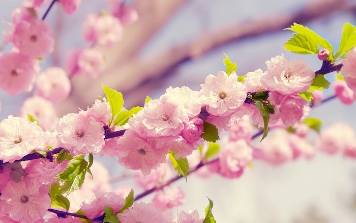 watercolor floral background close up photo of pink cherry blossoms with green leaves blurred background