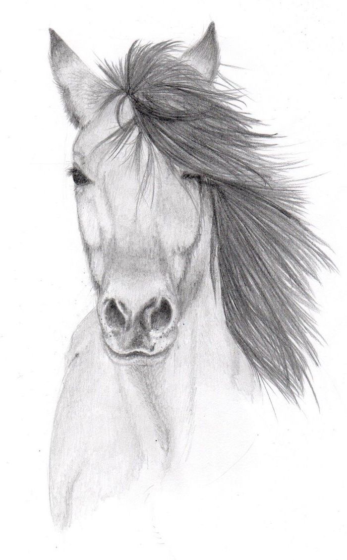 pencil drawings of animals