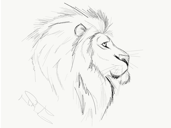How to draw animals - inspiration and step-by-step tutorials