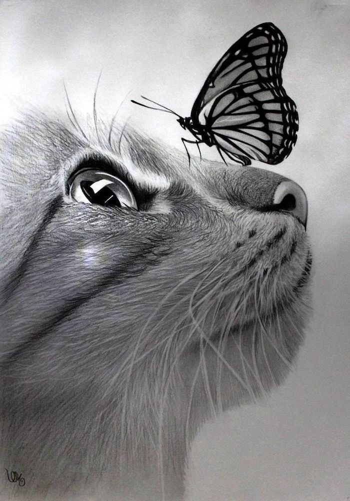 animal pencil sketch drawing