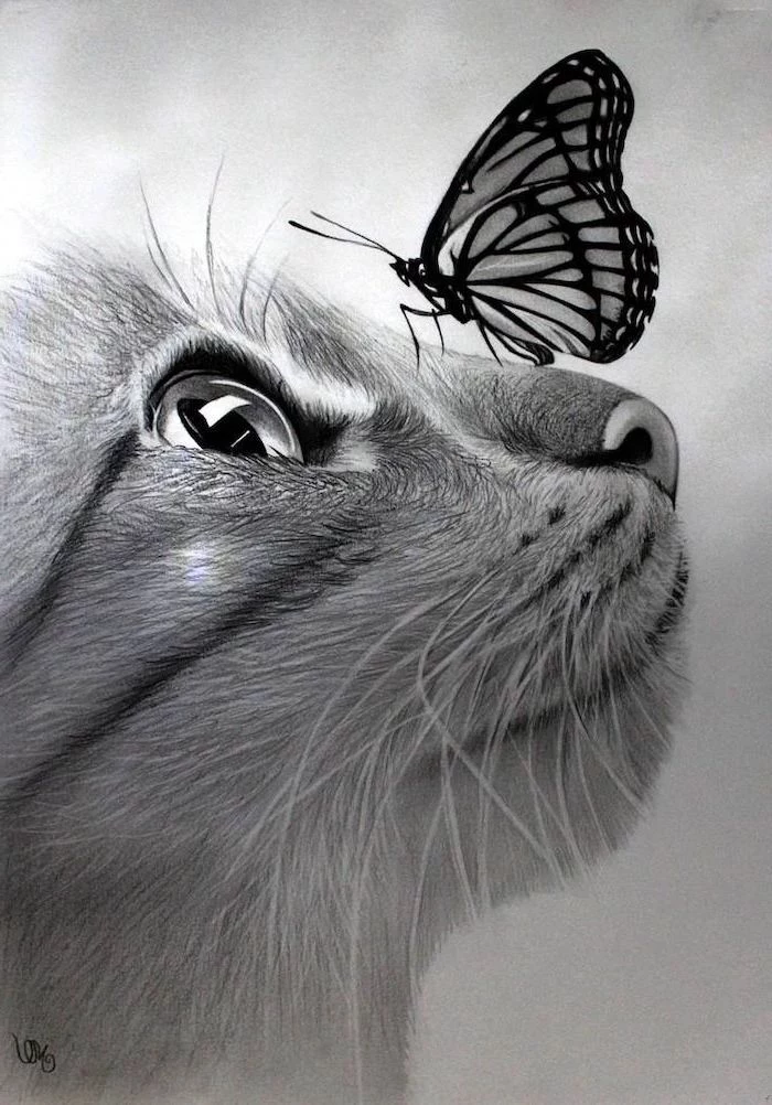 cat pencil drawing with butterfly on its nose realistic animal drawings made with black pencil and shading