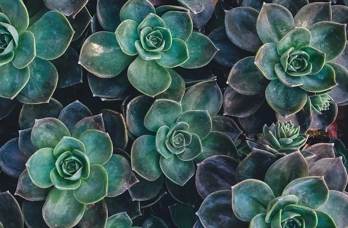 close up photo of a bunch of succulents photographed together cute wallpapers for computer dark green aesthetic