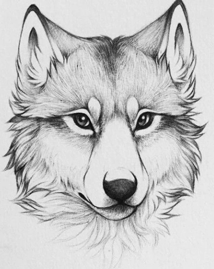 drawing of a wolf head how to draw animals easy black pencil sketch on white background