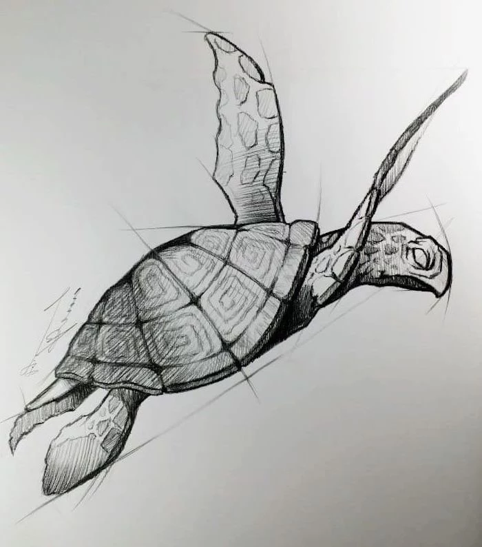 drawing of tortoise in water black pencil sketch easy animal sketches white background