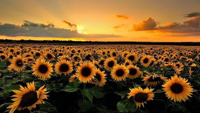 field of sunflowers at sunset cool computer backgrounds sky in orange and yellow with clouds