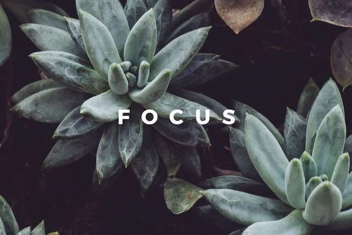 focus written with white letters desktop backgrounds on top of background close up picture of succulents