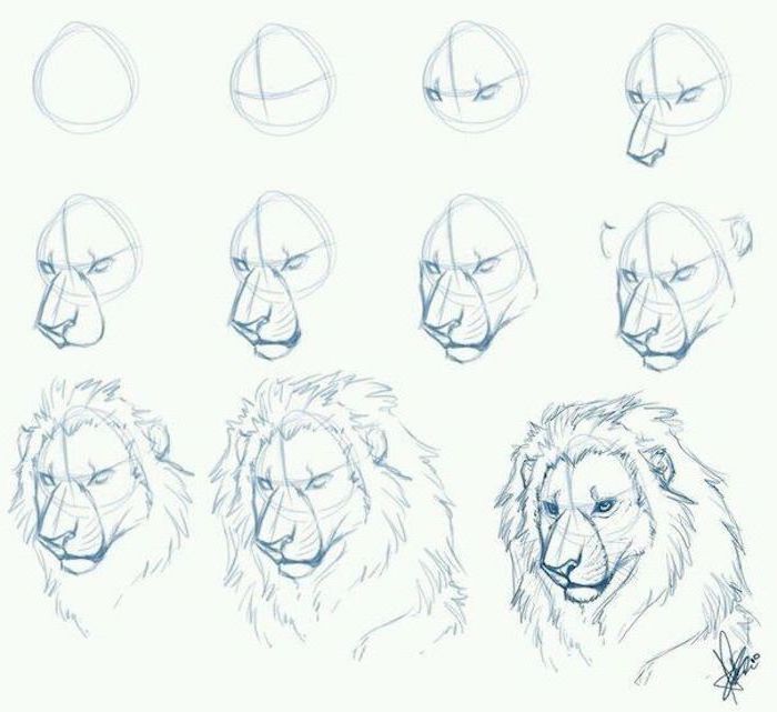 how to draw a lion in eleven steps step by step drawing animals pencil sketch on white background