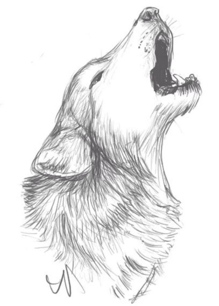 how to draw animals easy howling wolf only head drawn black pencil drawing on white background