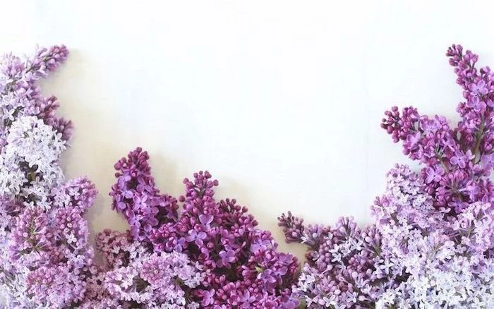 lilac in different shades of purple on the bottom of white background aesthetic computer wallpaper