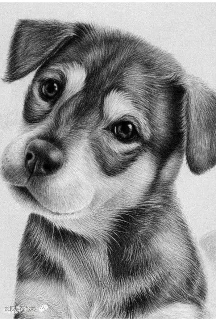 Simple Realistic Animal Drawings