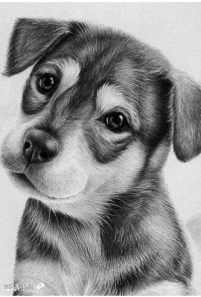 puppy drawn with black and white pencils easy animals to draw black and white pencil sketch realistic drawing