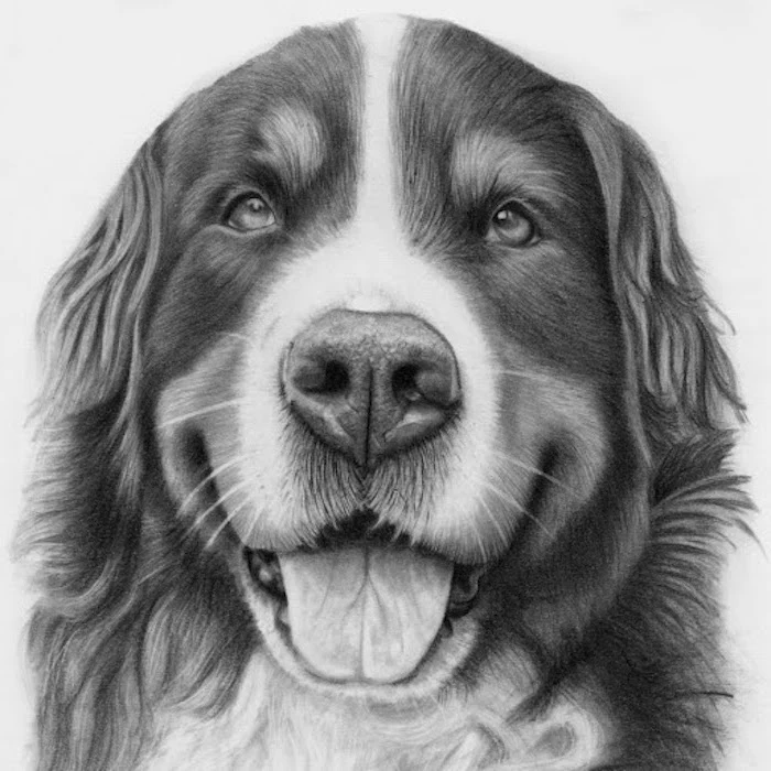 realistic drawing of a dog drawn with black and white pencil on white background pictures of animals to draw