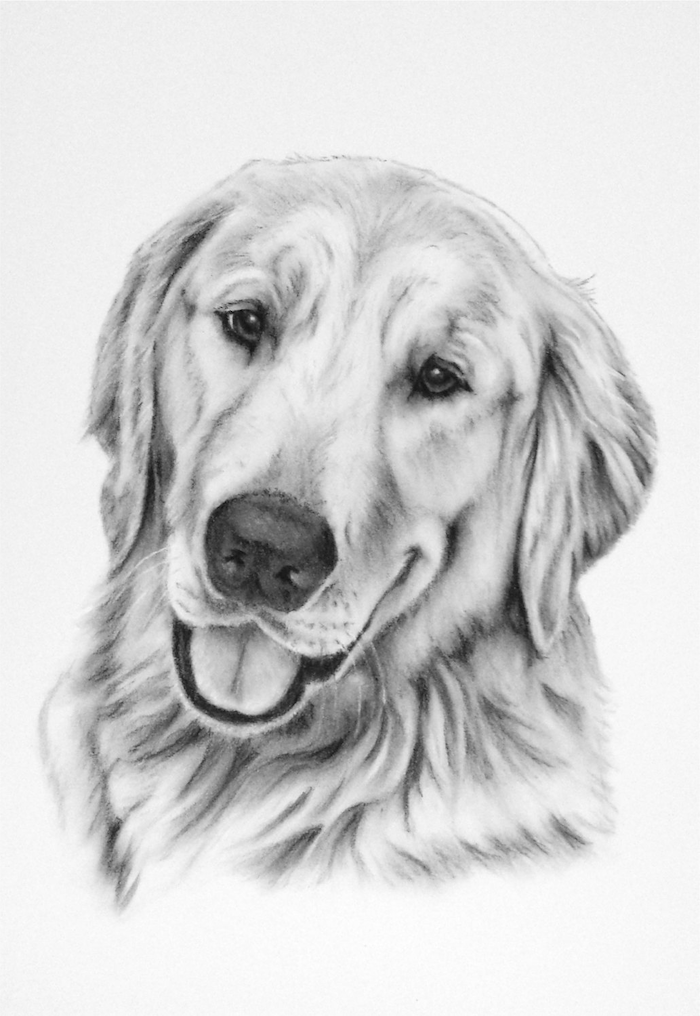 realistic pencil drawing of dog head how to draw animals drawn on white background