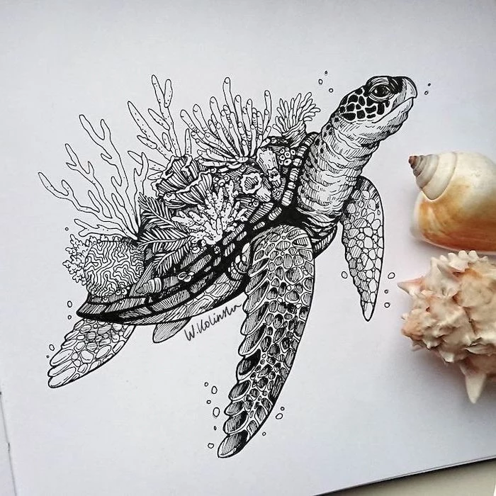 simple animal drawings drawing of a tortoise with seaweed covered shell black pencil drawing on white background