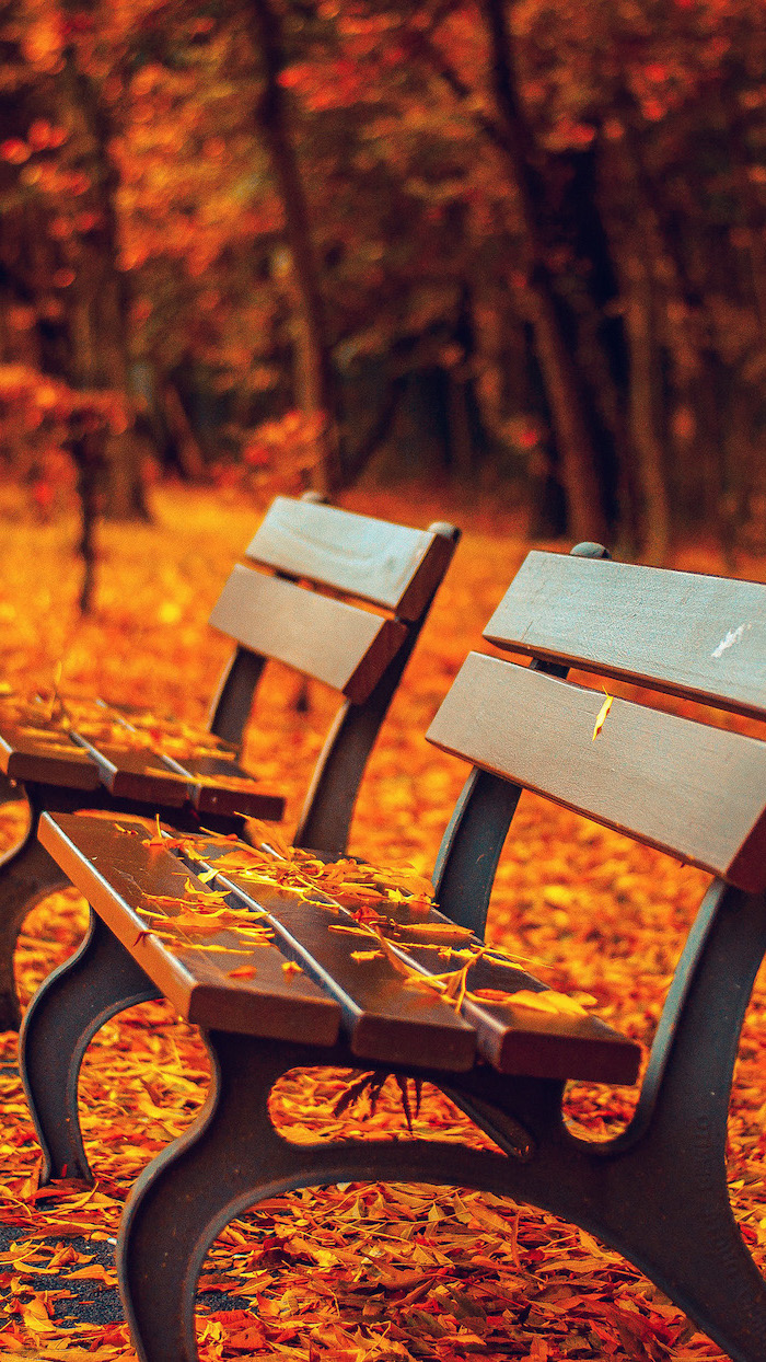 benches in the park covered with orange leaves fall wallpaper for android tall trees in the background with orange leaves