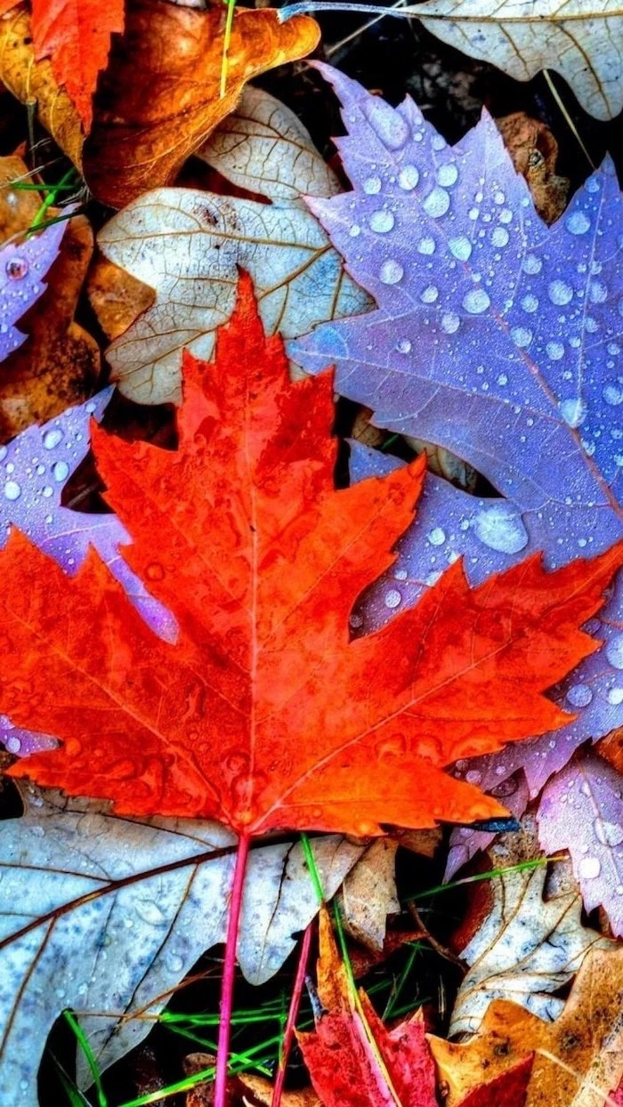 close up photo of bunch of leaves covered with rain drops fall wallpaper for android red purple orange leaves