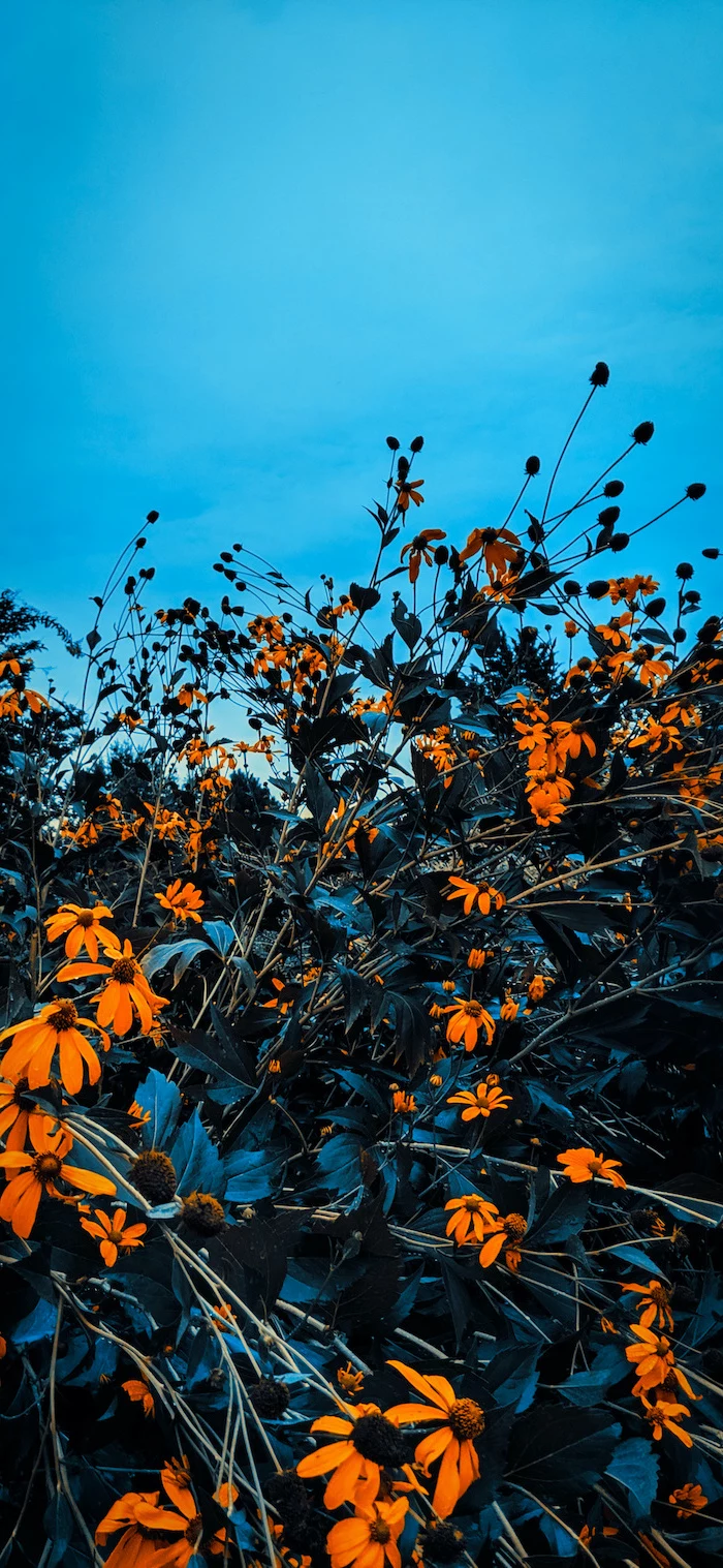 close up photo of bush with orange flowers fall wallpaper for android blue sky in the background