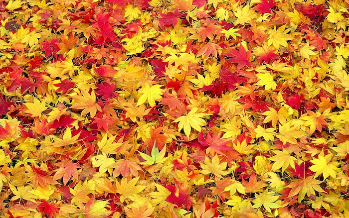 close up photo of leaves fallen to the ground fall desktop backgrounds yellow orange and red leaves