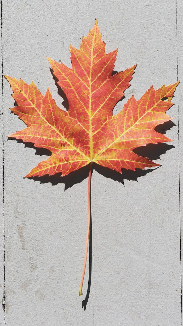 close up photo of single maple leaf in orange and yellow fall wallpaper for android photographed on white background