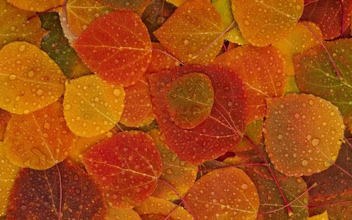 close up photo of small leaves in orange red yellow green covered with rain drops cute fall wallpaper