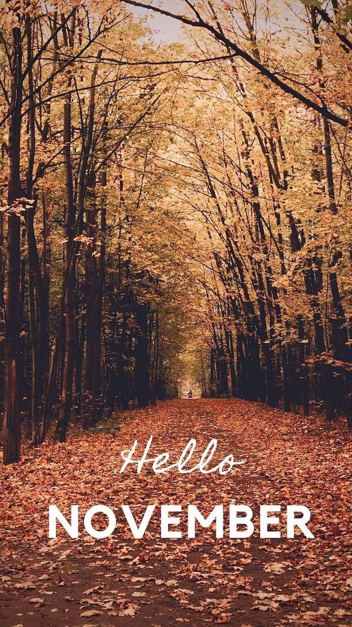 hello november written with white font autumn desktop wallpaper pathway covered with leaves surrounded by tall trees with yellow leaves