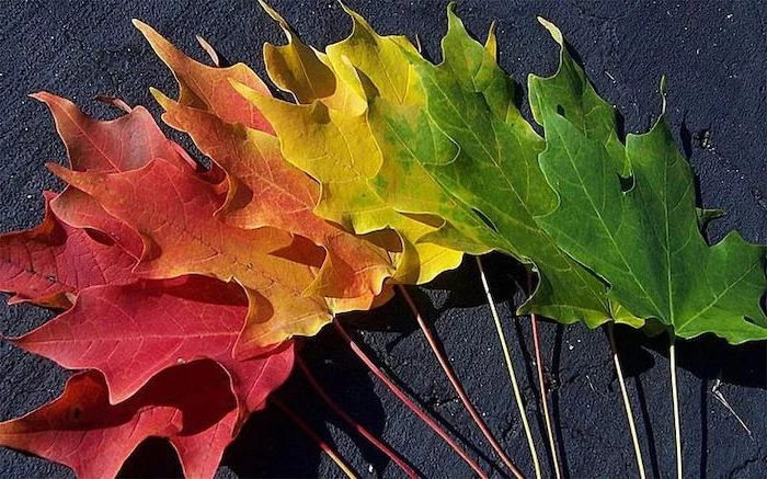 leaves arranged in color order on black background autumn wallpaper green to yellow to orange and red
