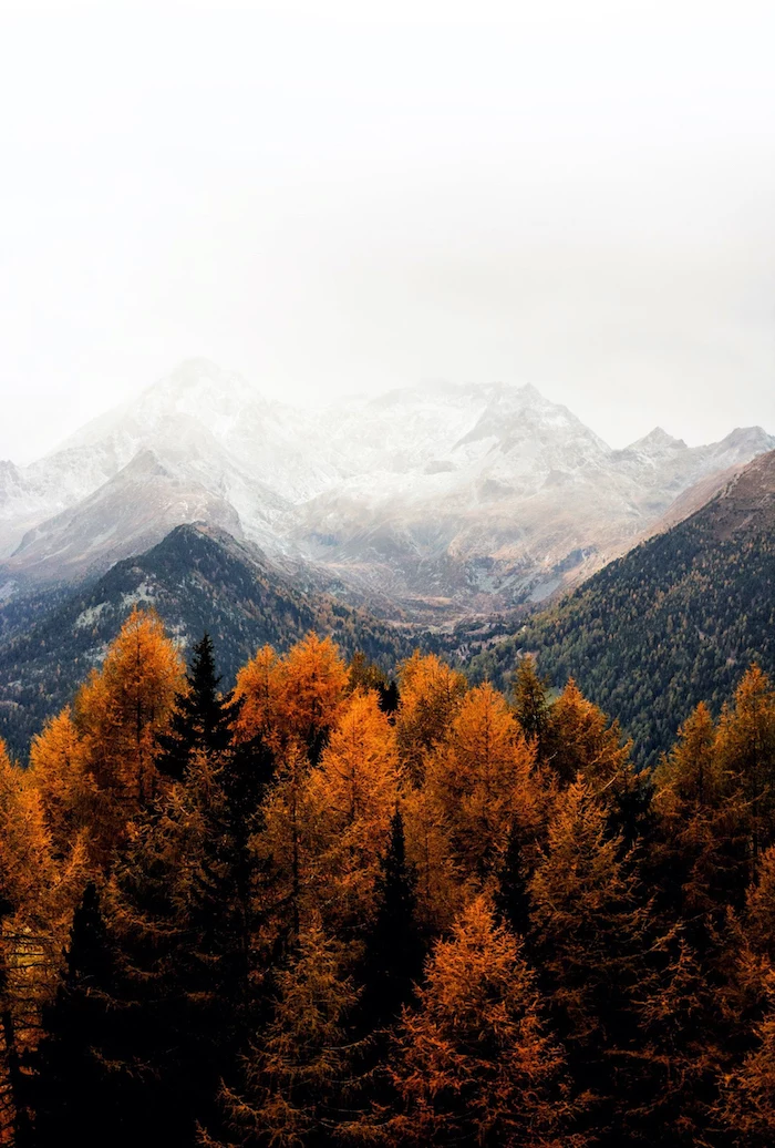 mountain range covered with fog autumn desktop wallpaper tall trees with orange leaves at the forefront