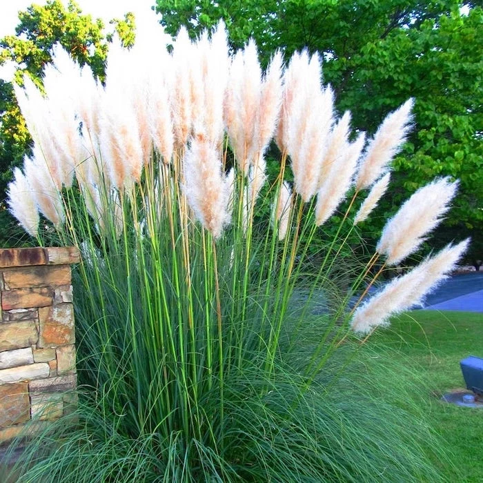 pampas grass in vase white pampass grass bush planted in front yard trees in the background