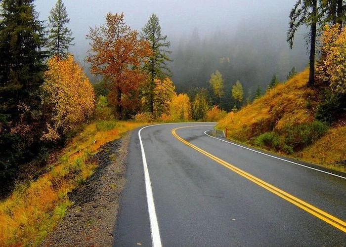 road going between forest cute fall wallpaper tall trees around it with green yellow orange flowers surrounded by fog