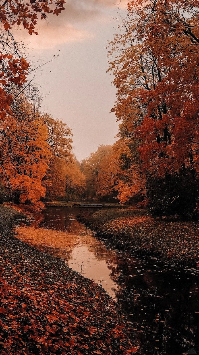 small river covered with orange fall leaves autumn wallpaper iphone surrounded by tall trees with orange yellow leaves