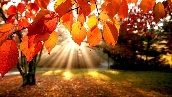 sun shining through the trees onto a field with orange leaves cute fall wallpaper surrounded by trees