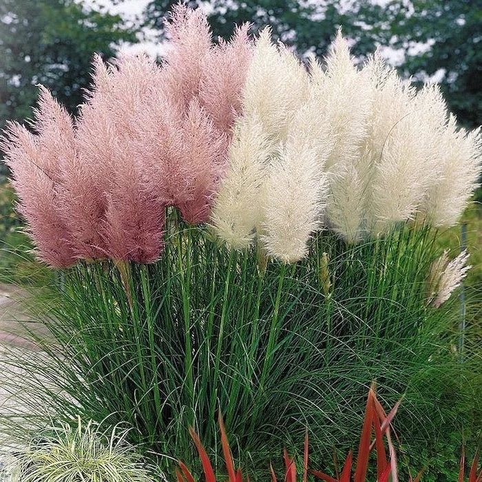 white pink pampas grass bush planted in the ground tall trees in the background pampas grass in vase