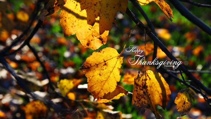 close up photo of branches with dried leaves in yellow and orange thanksgiving desktop wallpaper happy thanksgiving written in white cursive