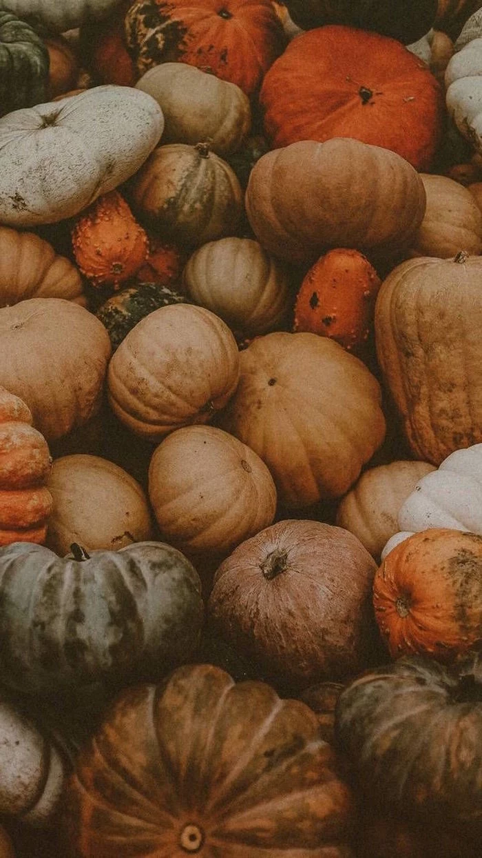 lots of pumpkins in different shapes colors and sizes arranged together cute thanksgiving backgrounds