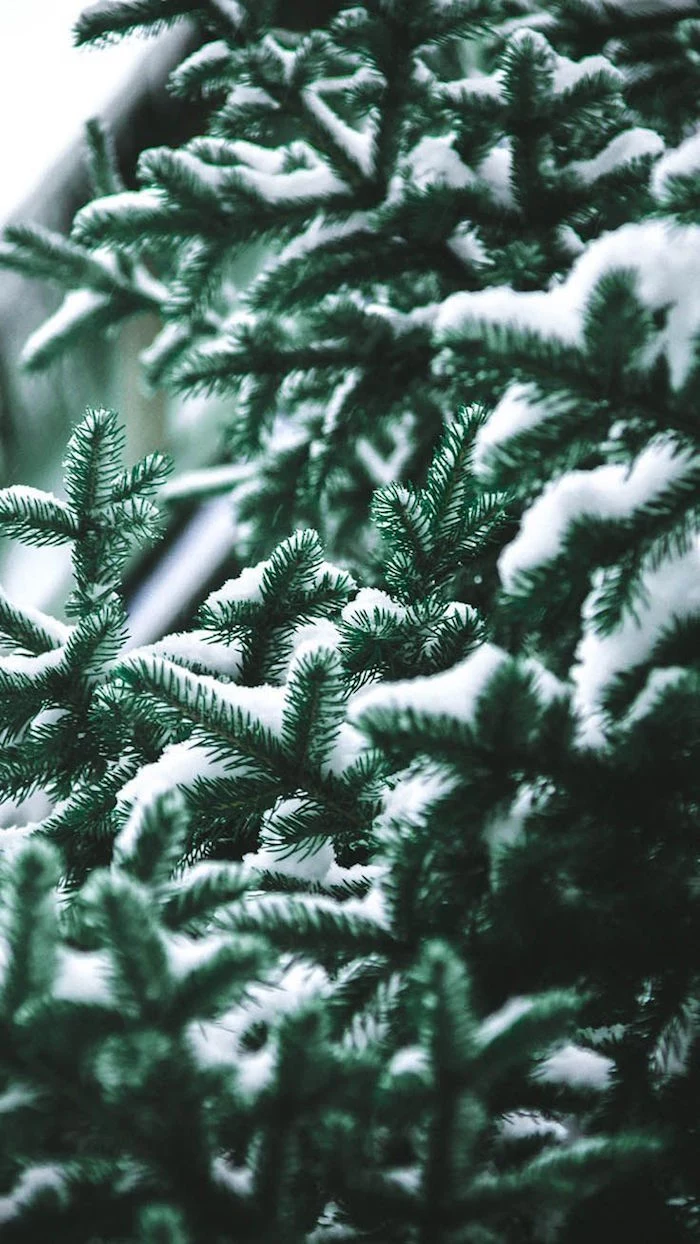 close up photo of green christmas tree covered with snow christmas desktop wallpaper